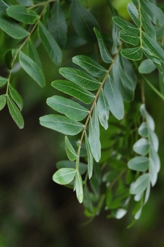 Gleditsia fera, photograph 1