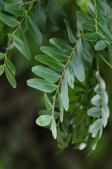 Gleditsia fera, photograph author not stated, no rights reserved