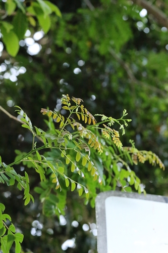 Gleditsia fera, photograph 2