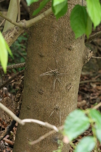 Gleditsia fera, photograph 3
