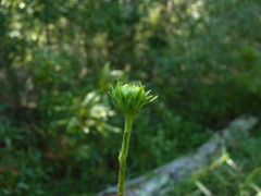 Helianthus heterophyllus