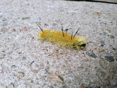 Acronicta americana