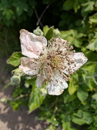 Hapalosphaeria deformans