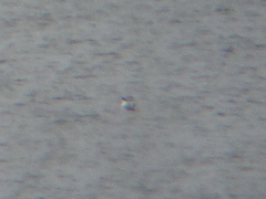 Leucophaeus pipixcan