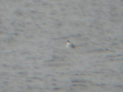 Leucophaeus pipixcan