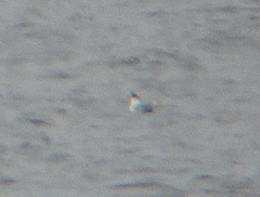 Leucophaeus pipixcan