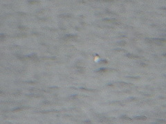 Leucophaeus pipixcan