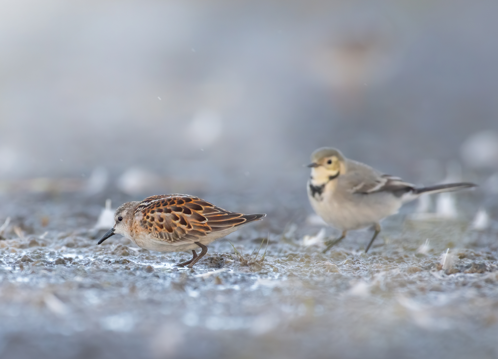 Little Stint