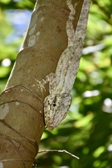 Anolis porcus