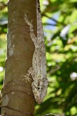 Anolis porcus