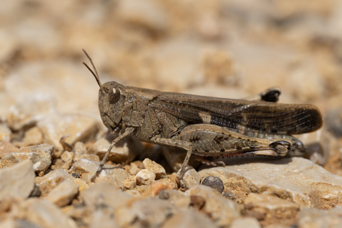 Broad Green-winged Grasshopper