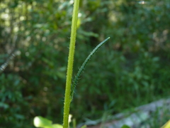 Helianthus heterophyllus