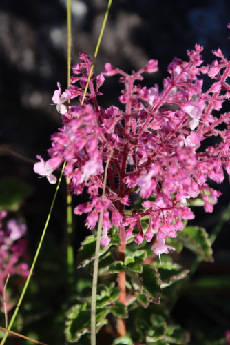 Plectranthus chimanimanensis