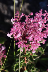 Plectranthus chimanimanensis