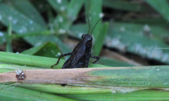Tettigidea lateralis