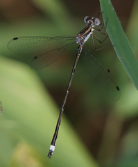 Lestes australis