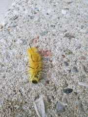 Acronicta americana