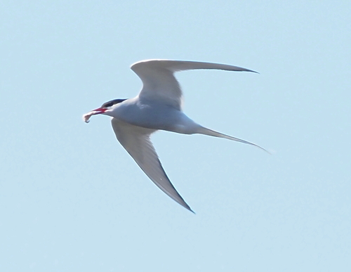 Charrán ártico (Sterna paradisaea)