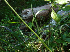 Helianthus heterophyllus