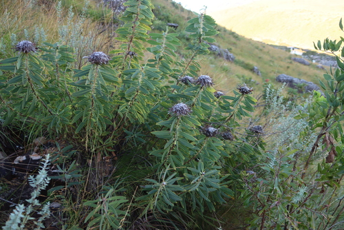 Wentzels Sugarbush (Protea wentzeliana)
