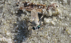 Laphystia