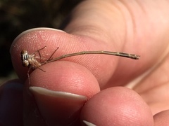 Ischnura cervula