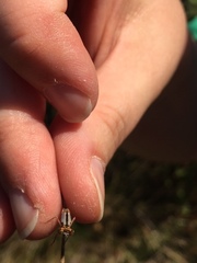 Ischnura cervula