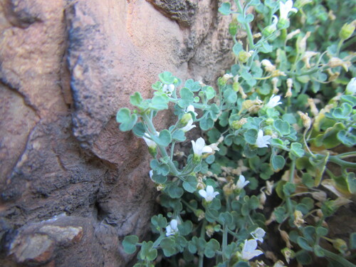 Ivy Softbell (Wimmerella hederacea)