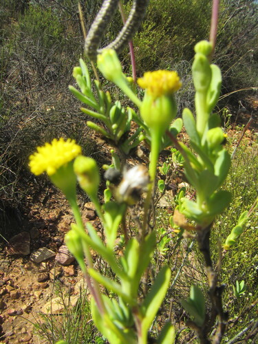Albany Springbokbush (Hertia kraussii)