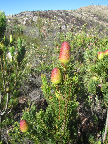 Karoo Conebush (Leucadendron nobile)