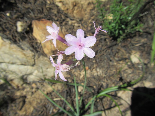 Tulbaghia violacea