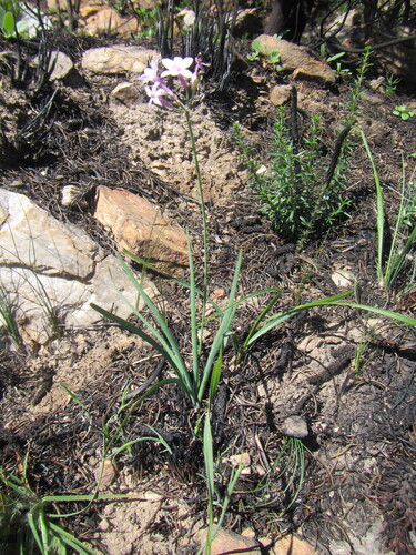 Tulbaghia violacea