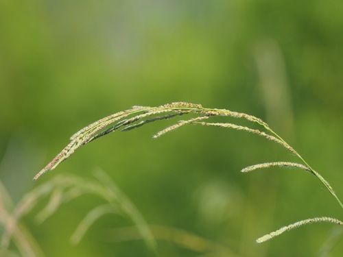 Paspalum urvillei