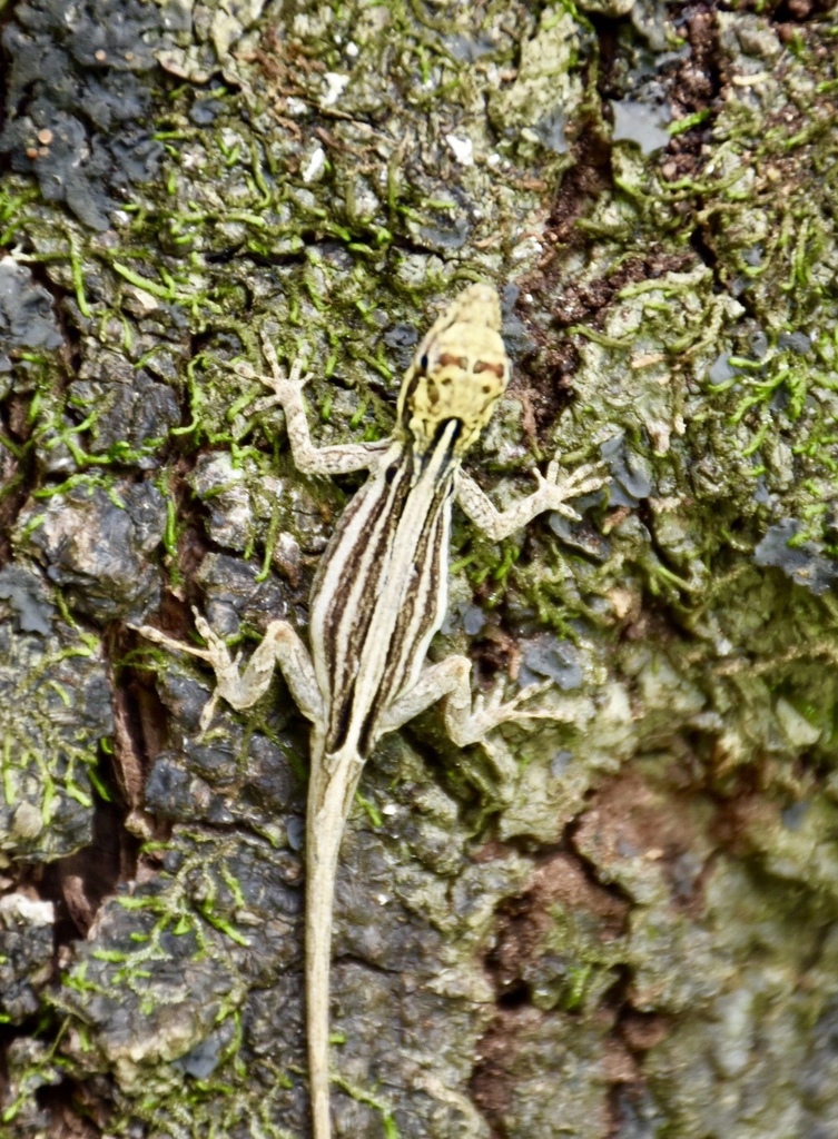 Bay Anole