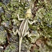 Bay Anole - Photo (c) Alexis Felipe, some rights reserved (CC BY-NC), uploaded by Alexis Felipe