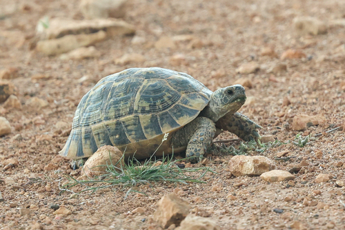 Greek Tortoise