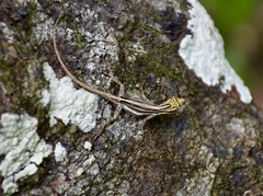 Anolis argillaceus