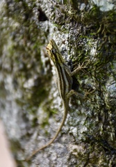 Anolis argillaceus