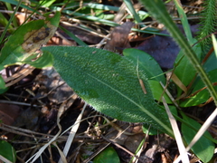 Helianthus heterophyllus