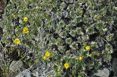 Potentilla subvahliana