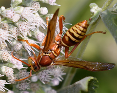 Polistes apachus texanus