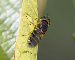 Hedriodiscus vertebratus