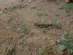 Gastrimargus marmoratus