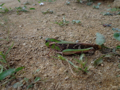 Gastrimargus marmoratus