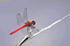 Sympetrum darwinianum