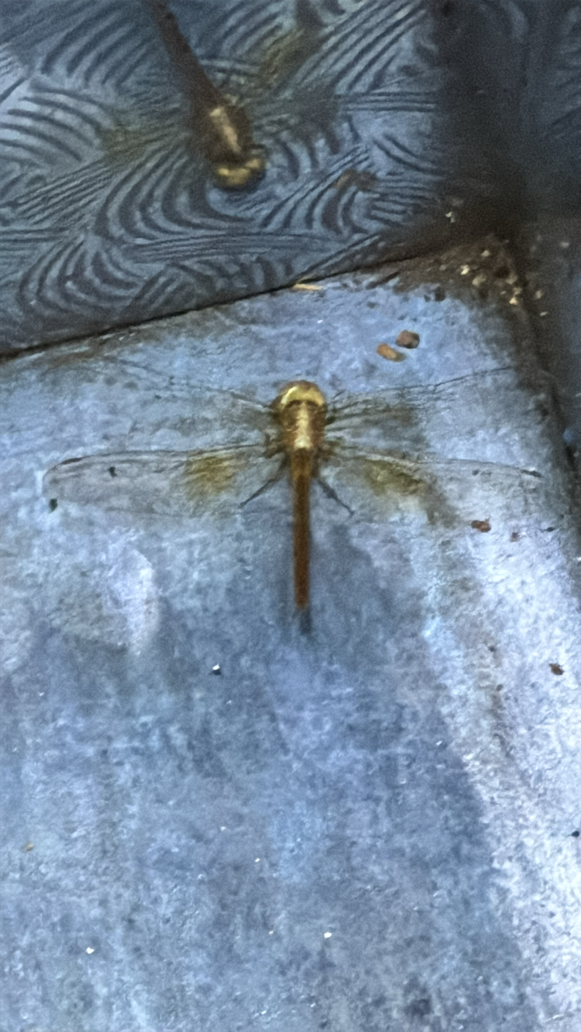 Coral-Tailed Cloudwing