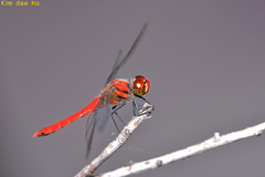 Sympetrum darwinianum