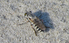 Laphystia