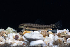 Black-Lined Zipper Loach photo 2