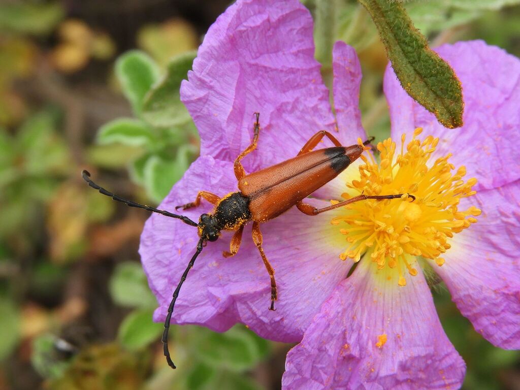 Stictoleptura rufa